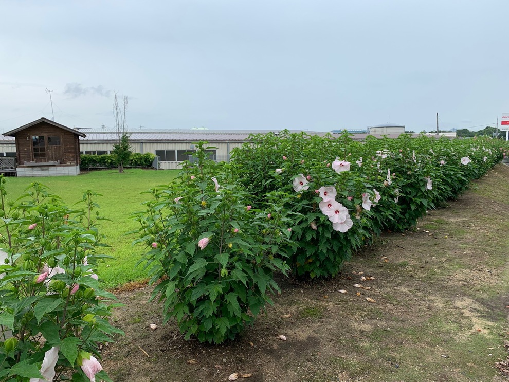 ナルディックの前に咲いているタイタンビカスの花の写真です